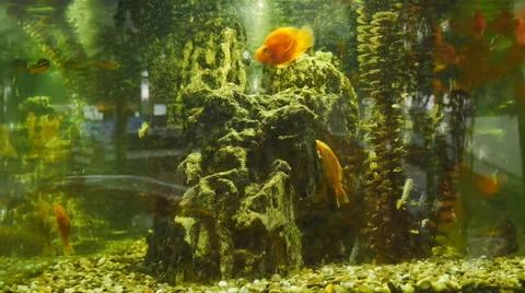 Floating fish in the aquarium with vegetation Stock Footage 64911748