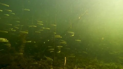 Floating fish at the bottom of the lake with the sun Video stock 125607389