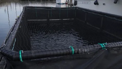 Floating fish cage in harbor with net over water Stock Footage 312072885