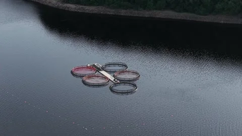 Floating fish farm cages on calm reservoir with aquaculture infrastructure Stock Footage 341568959