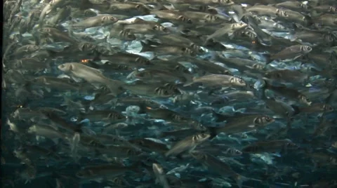 Floating fish Stock Footage 5601892