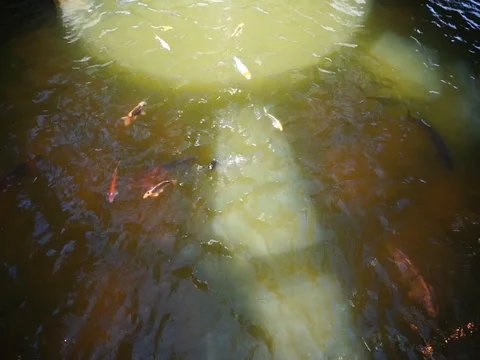 Floating fish Vídeo Stock 86409738