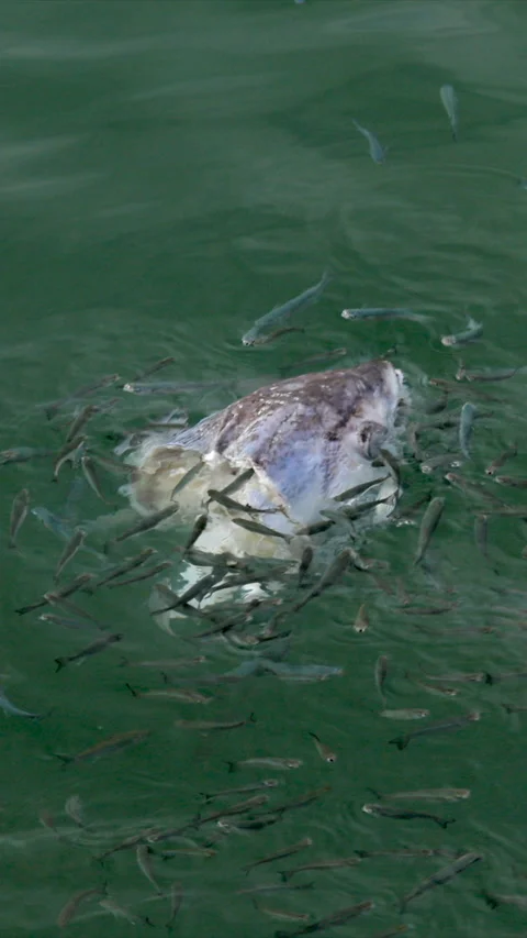 Floating fish head surrounded by small fish Stockbeeldmateriaal 287923105