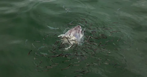 Floating fish head surrounded by small fish Stock Footage 287994790