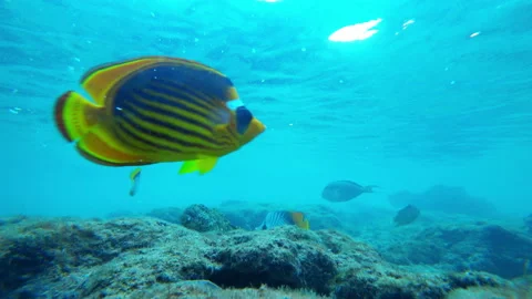 Floating fish, underwater video Video stock 85550910