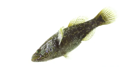 Floating fish white background Stock Footage 83097798