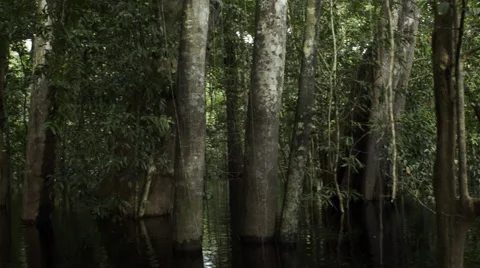 Floating in the flooded forest Stock Footage 52513210