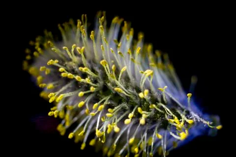 Floating flower Foto stock