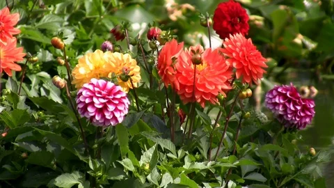 Floating flowers decoration Vídeos de archivo 92882702