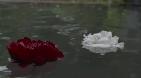 Floating Flowers Stock Footage 55375322