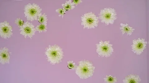 Floating flowers Stock Footage 76392858