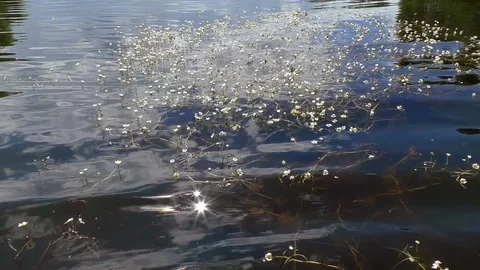 Floating flowers in the lake - Reflections in the water Stock Footage 80509095