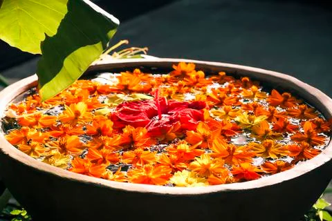 Floating Flowers Stock Photos