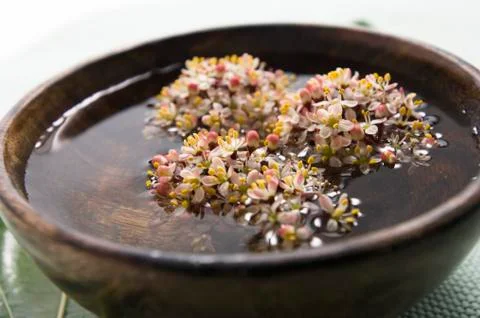 Floating flowers in a small dish, close-up Stock Photos
