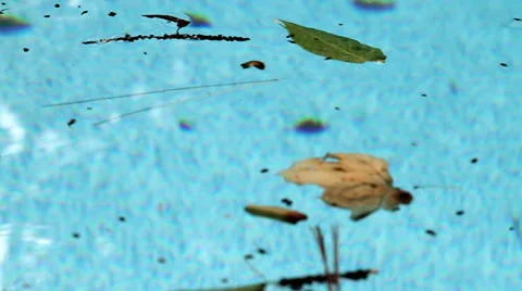 Floating Foliage Debris on Pool Video stock 42009886