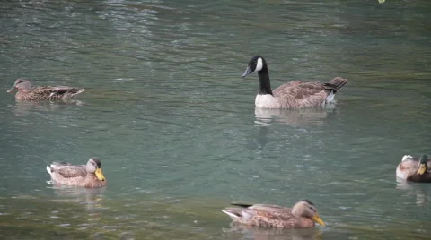 Floating by Видео 847227