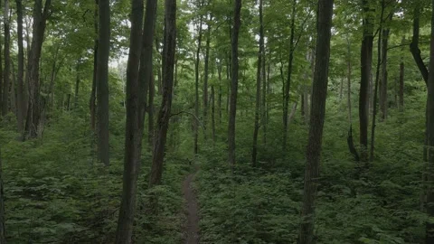 Floating Forest Vídeos de archivo 196259768