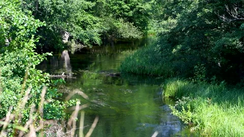 Floating forest river in valley during summer time Stock Footage 157986104