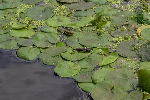 Floating Frogbit plants cover the surface of a tranquil water body creating.. Stock Photos