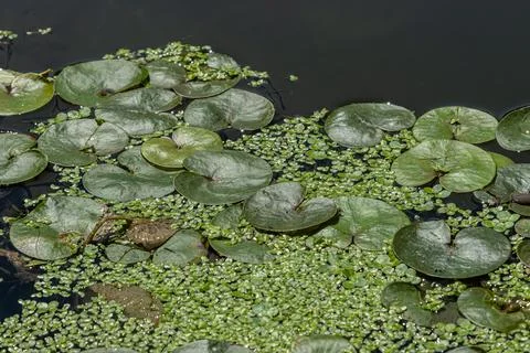 Floating frogbit plants create lush green carpet on calm water surface in t.. Stock Photos