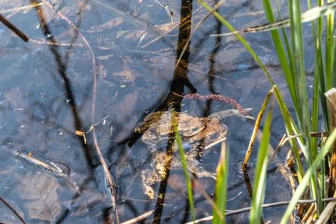 Floating frogs in a pond Stock Photos