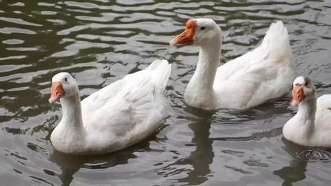 Floating geese Stock-Footage 72228523