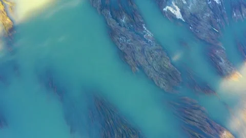 Floating glones in shallow muddy water near bridge at sundown Video stock 277707632