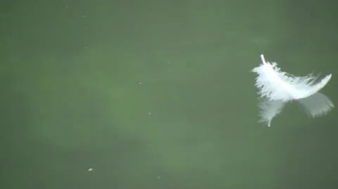 Floating Goose Feather Stock Footage 11060389