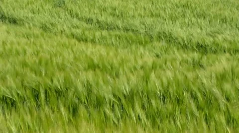 Floating Grass in the Wind Stock-Footage 18197367