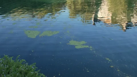 Floating green algae drift across reflective urban pond surface Stock Footage 342217428
