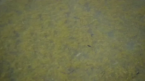 Floating green algae on the water surface at shallow depth of field. Stock Footage 138212162