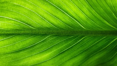 Floating green leaf animation Stock Footage 151512961