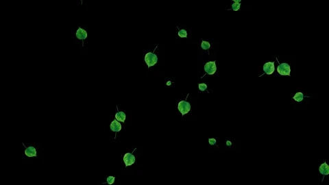 Floating green leaves on black background. Nature and ecology concept. Stock Footage 329348355