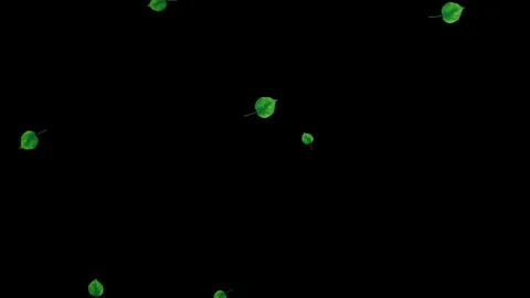 Floating Green Leaves Isolated on Black Background Stock Footage 329348352