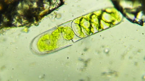 Floating Green Pod Cell Stock-Footage 65029391