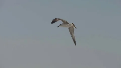 A floating gull in the sky is flying over the sea. Stock Footage 82213452