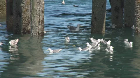 Floating Gulls by Pilings Fly Away Stock Footage 8537634