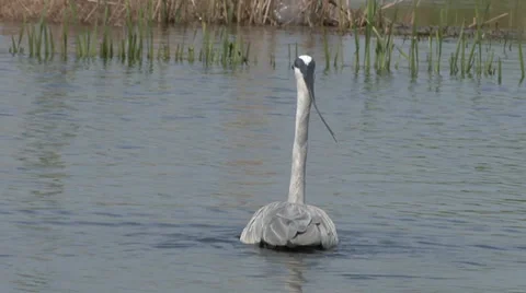 Floating heron Stock Footage 27426269