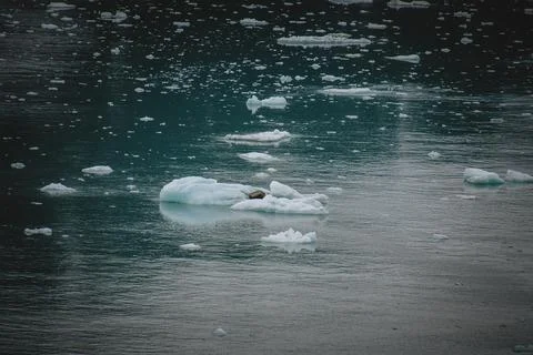 Floating Ice in Alaska's Pristine Waters Stock Photos