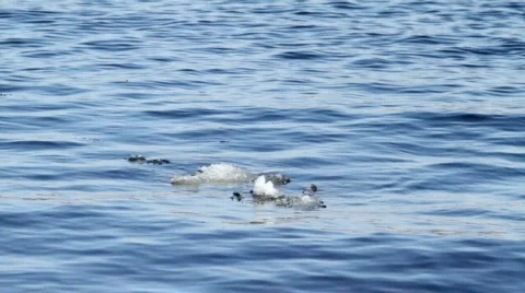 Floating of Ice Stock Footage 655849