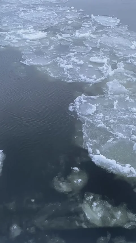 Floating icebergs from moving ship with flying bird over Arctic ocean  Stock Footage 345516589