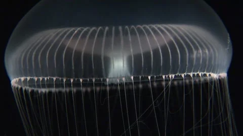 Floating Jellyfish Stock Footage 170357285