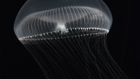Floating Jellyfish Video stock 170357363