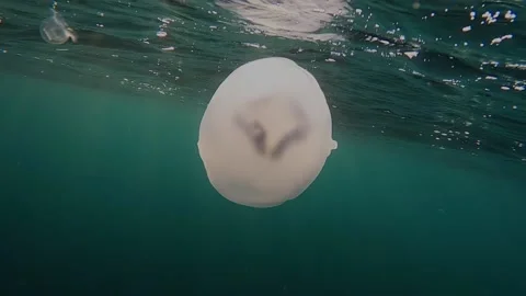 Floating jellyfish illuminated by the sunlight Stock Footage 148514804