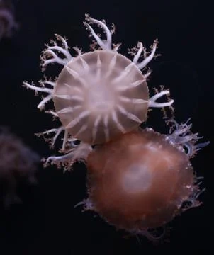 Floating Jellyfish Stock Photos