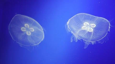Floating jellyfish Stock Photos