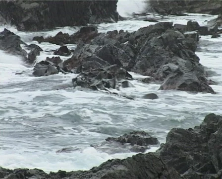 Floating kelp 2 Stock Footage 137179