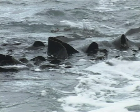 Floating kelp Stock Footage 137045