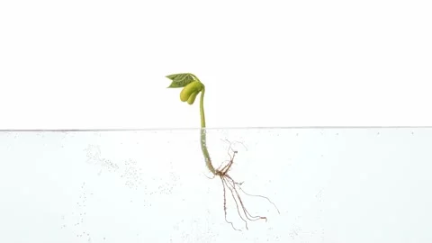 Floating kidney bean time-lapse isolated on a white background Stock Footage 138774491