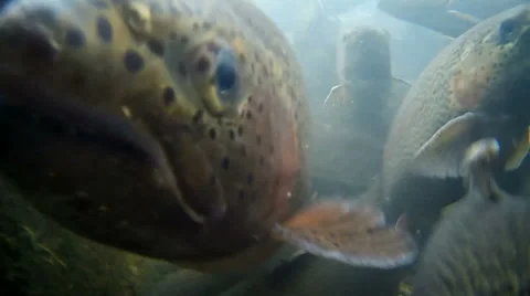 Floating in the Lake Trout Jamb Vídeos de archivo 61922568